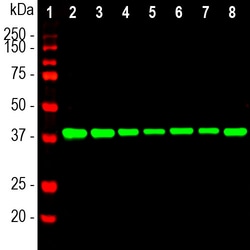 Invitrogen Aldolase A/B/C Monoclonal Antibody (E9):Antibodies:Primary Antibodies