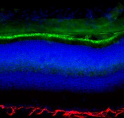 Invitrogen S-arrestin Monoclonal Antibody (S128) 500 &mu;L; Unconjugated:Antibodies,