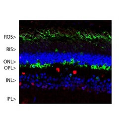 Invitrogen S-arrestin Monoclonal Antibody (S128) 500 &mu;L; Unconjugated:Antibodies,