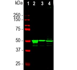 Invitrogen S-arrestin Monoclonal Antibody (S128) 500 &mu;L; Unconjugated:Antibodies,