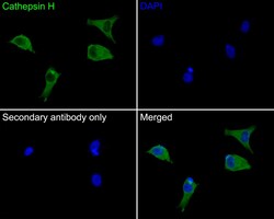 Invitrogen Cathepsin H Recombinant Rabbit Monoclonal Antibody (JE56-25)
