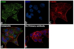 Invitrogen Cathepsin H Recombinant Rabbit Monoclonal Antibody (JE56-25)