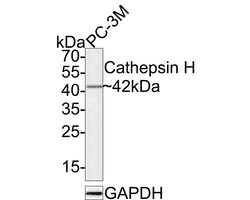 Invitrogen Cathepsin H Recombinant Rabbit Monoclonal Antibody (JE56-25)