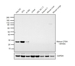 Invitrogen Cathepsin H Recombinant Rabbit Monoclonal Antibody (JE56-25)
