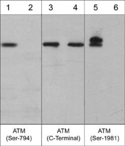 Invitrogen Phospho-ATM (Ser1981) Monoclonal Antibody (M366) 100 &mu;L;