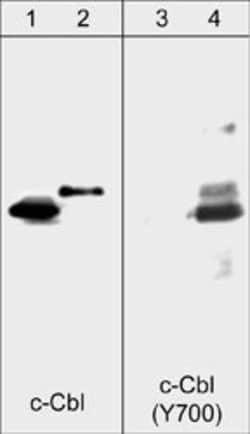 Invitrogen Phospho-c-Cbl (Tyr700) Monoclonal Antibody (M161) 100 &mu;L;