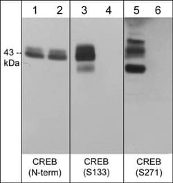 Invitrogen Phospho-CREB (Ser133) Monoclonal Antibody (M415) 100 &mu;L;