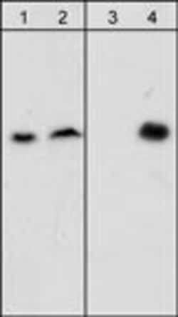 Invitrogen Phospho-beta Dystroglycan (Tyr892) Monoclonal Antibody (M117)