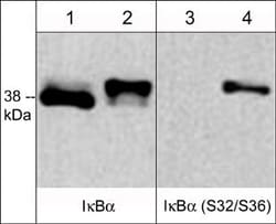 Invitrogen Phospho-IkB alpha (Ser32, Ser36) Monoclonal Antibody (39A1413)