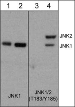 Invitrogen Phospho-JNK1 (Thr183, Tyr185) Monoclonal Antibody (M268) 100
