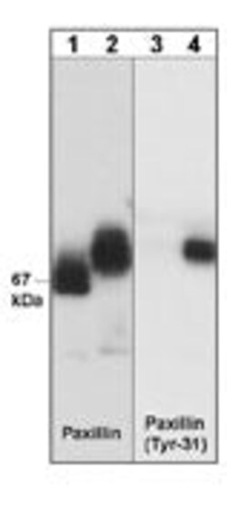 Invitrogen Phospho-Paxillin (Tyr31) Monoclonal Antibody (M102) 100 &mu;L;