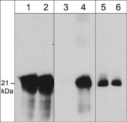 Invitrogen Phospho-Caveolin 1 (Tyr14) Monoclonal Antibody (M283) 100 &mu;L | Buy Online | Invitrogen&trade; | Fisher Scientific