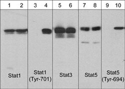 Invitrogen Phospho-STAT5 (Tyr694) Monoclonal Antibody (M148) 100 &mu;L;