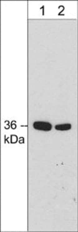 Invitrogen Annexin A2 Monoclonal Antibody (M298) 100 &mu;L; Unconjugated:Antibodies,