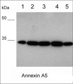 Invitrogen Annexin V Monoclonal Antibody (M017) 100 &mu;L | Buy Online | Invitrogen&trade; | Fisher Scientific