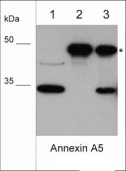 Invitrogen Annexin V Monoclonal Antibody (M017) 100 &mu;L | Buy Online | Invitrogen&trade; | Fisher Scientific