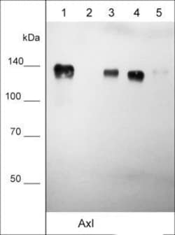Invitrogen AXL Monoclonal Antibody (M047) 100 &mu;L; Unconjugated:Antibodies,