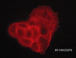 Invitrogen B7-H3 (CD276) Monoclonal Antibody (M045) 100 &mu;L; Unconjugated:Antibodies,