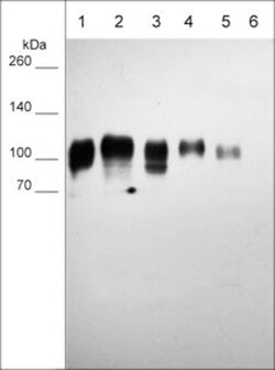 Invitrogen B7-H3 (CD276) Monoclonal Antibody (M045) 100 &mu;L; Unconjugated:Antibodies,