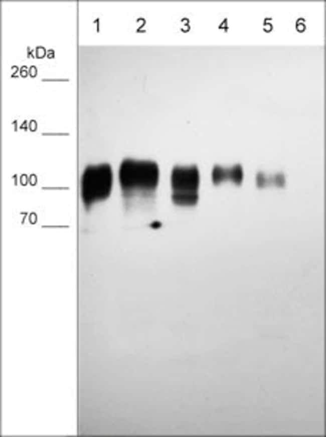 CUIVRE SULFATE (III) 5H2O SIGMA 203165 10G - Laboratoires Humeau