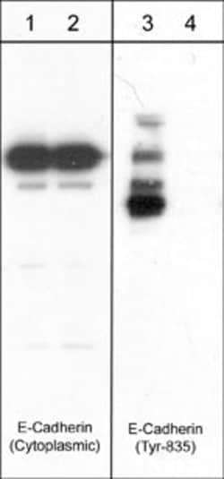 Invitrogen E-cadherin Monoclonal Antibody (M168) 100 &mu;L; Unconjugated:Antibodies,