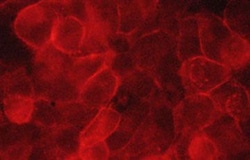 Invitrogen CD46 Monoclonal Antibody (M037) 100 &mu;L; Unconjugated:Antibodies,