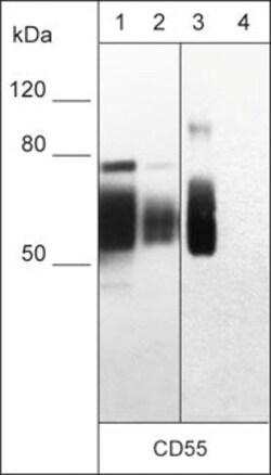 Invitrogen CD55 Monoclonal Antibody (M033) 100 &mu;L; Unconjugated:Antibodies,