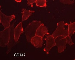 CD147 Monoclonal Antibody (M036), Invitrogen 100 &mu;L; Unconjugated:Antibodies,