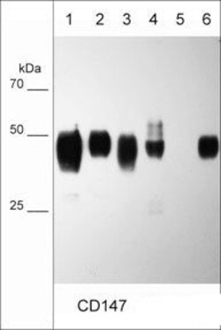 CD147 Monoclonal Antibody (M036), Invitrogen 100 &mu;L; Unconjugated:Antibodies,