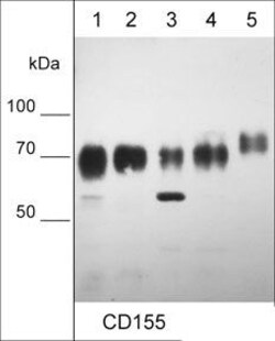 Invitrogen CD155 Monoclonal Antibody (M048) 100 &mu;L; Unconjugated:Antibodies,