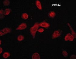 Invitrogen CD244 (2B4) Monoclonal Antibody (M053) 100 &mu;L; Unconjugated:Antibodies,