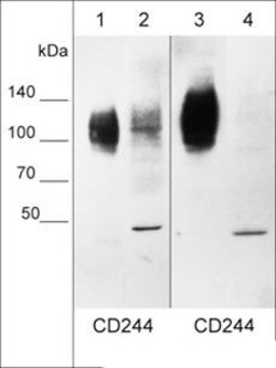 Invitrogen CD244 (2B4) Monoclonal Antibody (M053) 100 &mu;L; Unconjugated:Antibodies,