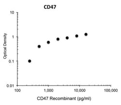 Invitrogen CD47 Monoclonal Antibody (M054) 100 &mu;L; Unconjugated:Antibodies,