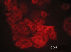 Invitrogen CD47 Monoclonal Antibody (M054) 100 &mu;L; Unconjugated:Antibodies,