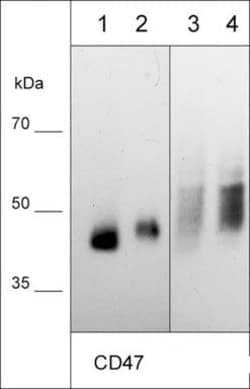 Invitrogen CD47 Monoclonal Antibody (M054) 100 &mu;L; Unconjugated:Antibodies,