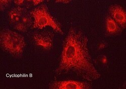 Invitrogen Cyclophilin B Monoclonal Antibody (M019) 100 &mu;L; Unconjugated:Antibodies,