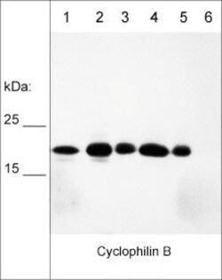 Invitrogen Cyclophilin B Monoclonal Antibody (M019) 100 &mu;L; Unconjugated:Antibodies,