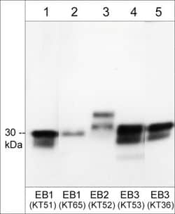 Invitrogen EB1 Monoclonal Antibody (KT51) 100 &mu;L; Unconjugated:Antibodies,