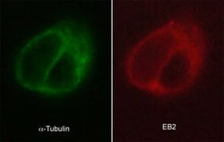 Invitrogen MAPRE2 Monoclonal Antibody (KT52) 100 &mu;L | Buy Online | Invitrogen&trade; | Fisher Scientific