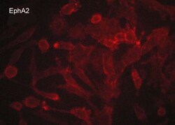Invitrogen EphA2 Monoclonal Antibody (M049) 100 &mu;L; Unconjugated:Antibodies,