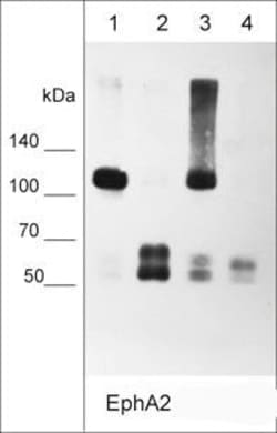 Invitrogen EphA2 Monoclonal Antibody (M049) 100 &mu;L; Unconjugated:Antibodies,