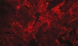 Invitrogen EphA2 Monoclonal Antibody (M088) 100 &mu;L; Unconjugated:Antibodies,