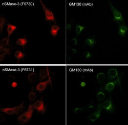 Invitrogen GM130 Monoclonal Antibody (M342) 100 &mu;L; Unconjugated:Antibodies,