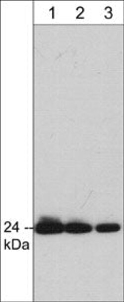 Invitrogen GRB2 Monoclonal Antibody (M331) 100 &mu;L; Unconjugated:Antibodies,