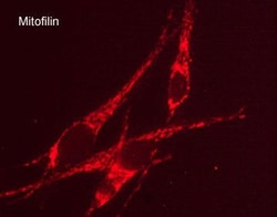 Invitrogen Mitofilin Monoclonal Antibody (M027) 100 &mu;L; Unconjugated:Antibodies,