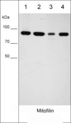 Invitrogen Mitofilin Monoclonal Antibody (M027) 100 &mu;L; Unconjugated:Antibodies,