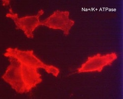 Invitrogen CD298 Monoclonal Antibody (M016) 100 &mu;L; Unconjugated:Antibodies,