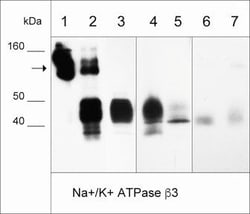 Invitrogen CD298 Monoclonal Antibody (M016) 100 &mu;L; Unconjugated:Antibodies,