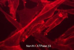 Invitrogen CD298 Monoclonal Antibody (M025) 100 &mu;L; Unconjugated:Antibodies,