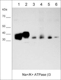Invitrogen CD298 Monoclonal Antibody (M025) 100 &mu;L; Unconjugated:Antibodies,